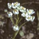 fshepherdsflocress