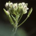 fwallflowhitlowgrass