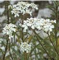 fwildfloscandytuft