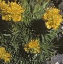 fyellowfloswhitlowgrass