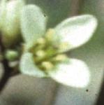 pbristolflorockcress