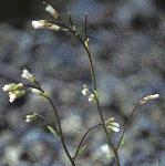 pbristolflos1rockcress