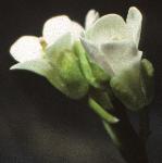 pbristolflos2rockcress