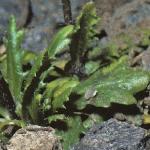 pbristolfolrockcress