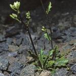 pbristolfor1rockcress