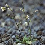 pbristolfor2rockcress