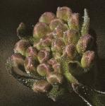 pcommonflobudcpepperwort