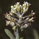 pcommonflopepperwort