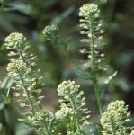 pcommonflospepperwort