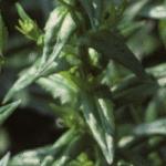 pcommonfolpepperwort