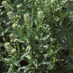 pcommonforpepperwort