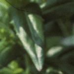 pcommonsfolpepperwort