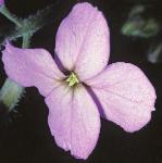 pdamesfloviolet