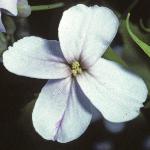 pdamesflo1violet