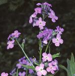 pdamesflosviolet