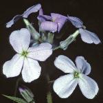 pdamesflos1violet