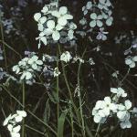 pdamesflos2violet