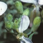 pgardenflobudcradish