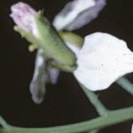 pgardenflobudoradish