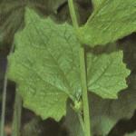 pgarlicfoltmustard