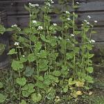 pgarlicformustard