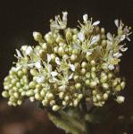phoaryflobudccress