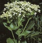 phoaryflos1cress