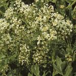 phoaryflos2cress