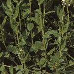 phoaryfolcress