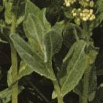 phoaryfoltcress