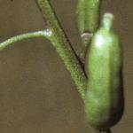 pmarshfruyellowcress