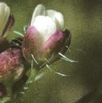 pshepherdsflorubellapurse