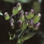 psmithsflobudccress