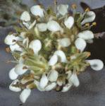 psmithsflocress