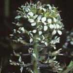 psmithsflo1cress