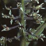 psmithsflo2cress