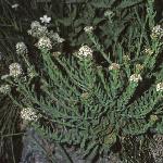 psmithsforcress