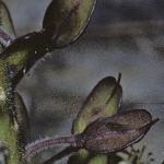 psmithsfrus1cress