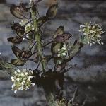 psmithsfrus2cress