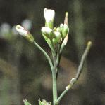 pthaleflobudccress