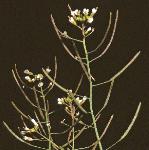 pthaleflos1cress