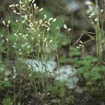 pthalefor1cress