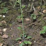 pthalefor2cress