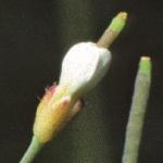 pthalefrutcress