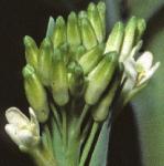 ptowerflobudcmustard