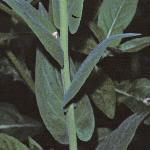 ptowerfol1mustard