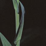ptowerfol2mustard
