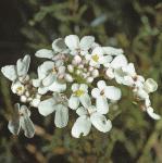 pwildflos2candytuft