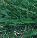 autumnffolhawkbit
