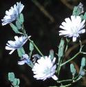 bluefflosowthistle